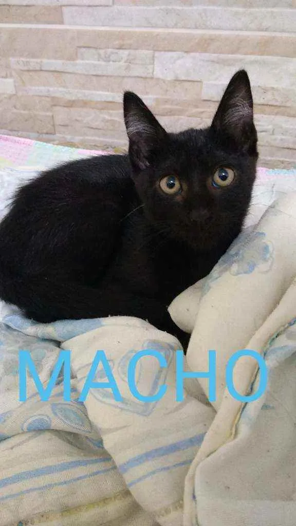 Gato raça  idade 2 a 6 meses nome .