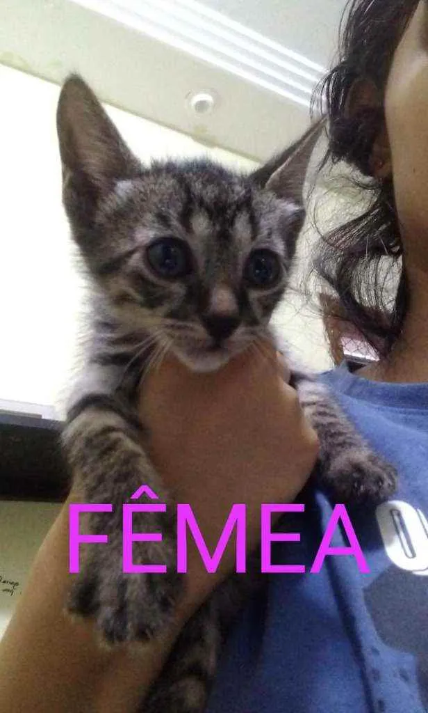 Gato raça  idade Abaixo de 2 meses nome .