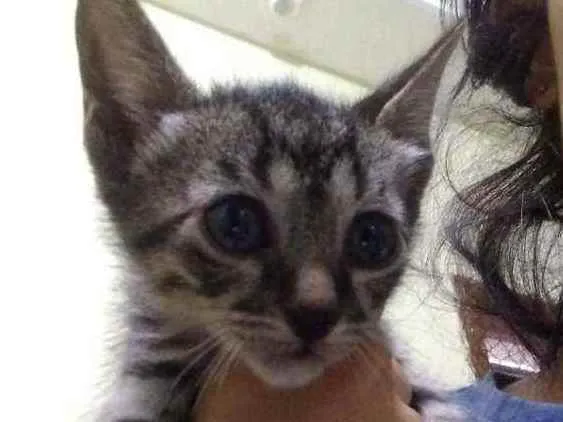 Gato raça  idade Abaixo de 2 meses nome .