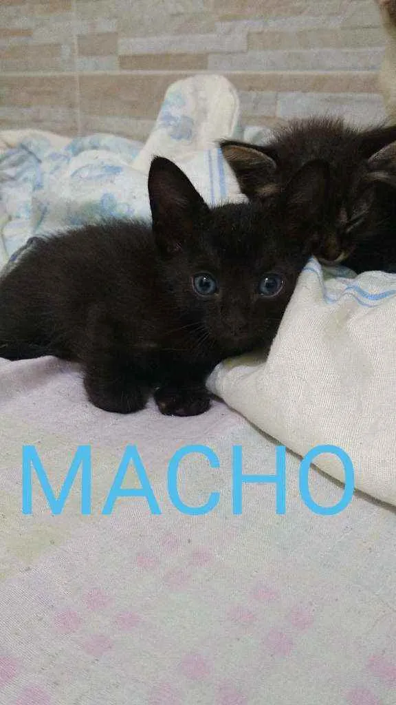 Gato raça  idade Abaixo de 2 meses nome .