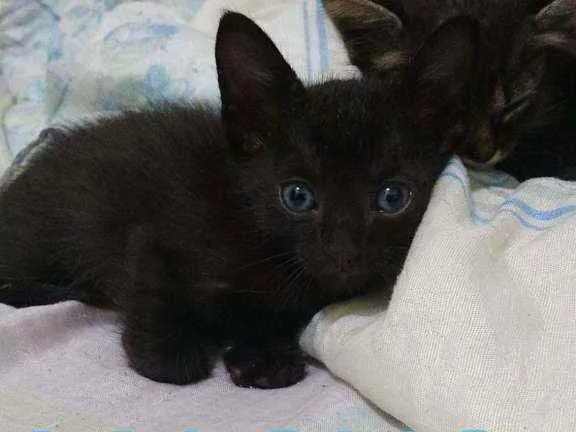 Gato raça  idade Abaixo de 2 meses nome .