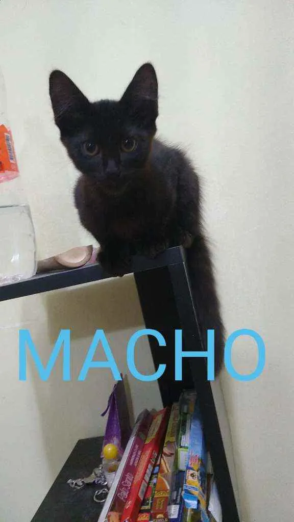 Gato raça  idade 2 a 6 meses nome .