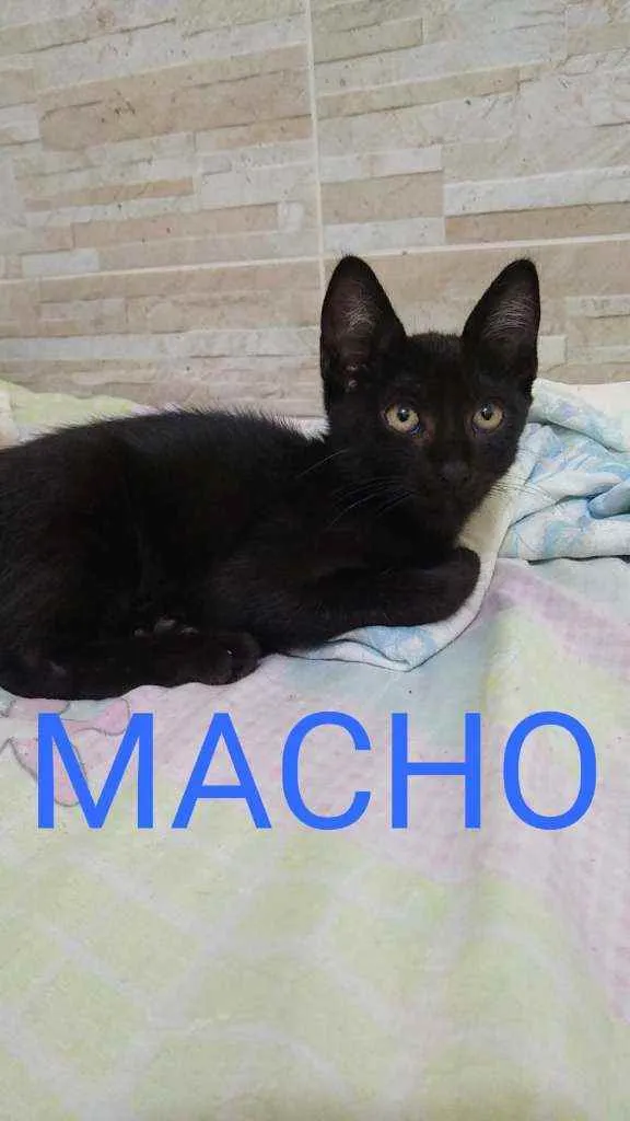 Gato raça  idade 2 a 6 meses nome .