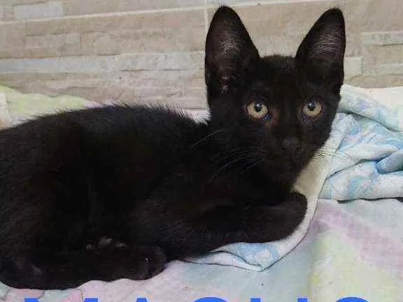 Gato raça  idade 2 a 6 meses nome .