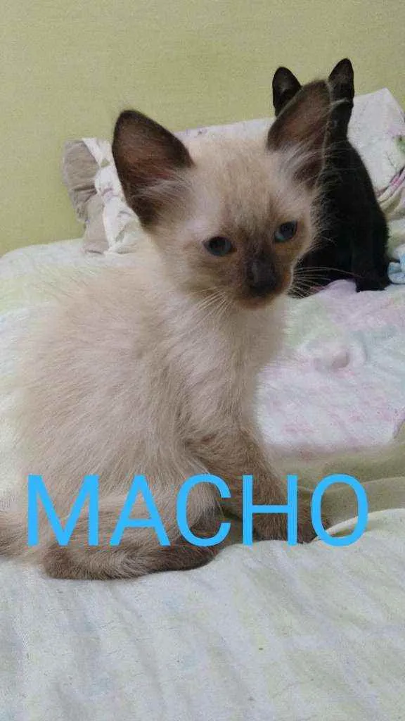 Gato raça siamês idade Abaixo de 2 meses nome .