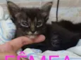Gato raça  idade Abaixo de 2 meses nome .