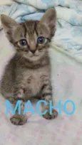 Gato raça  idade Abaixo de 2 meses nome  .