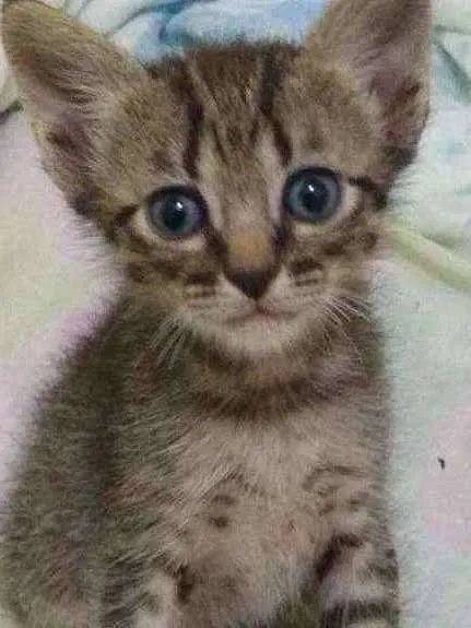 Gato raça  idade Abaixo de 2 meses nome  .