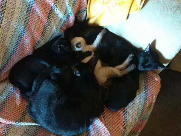 Gato raça Srd idade 2 a 6 meses nome Filhotes 2 mêses 