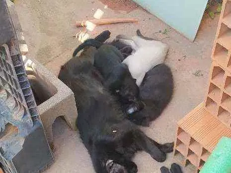 Gato raça Srd idade 2 a 6 meses nome Filhotes 2 mêses 