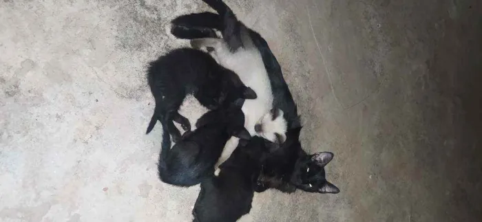 Gato raça Srd idade 2 a 6 meses nome Filhotes 2 mêses 