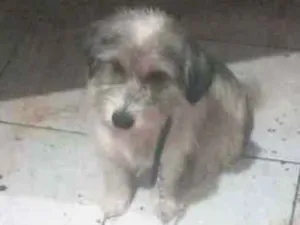 Cachorro raça Srd idade 1 ano nome Pink