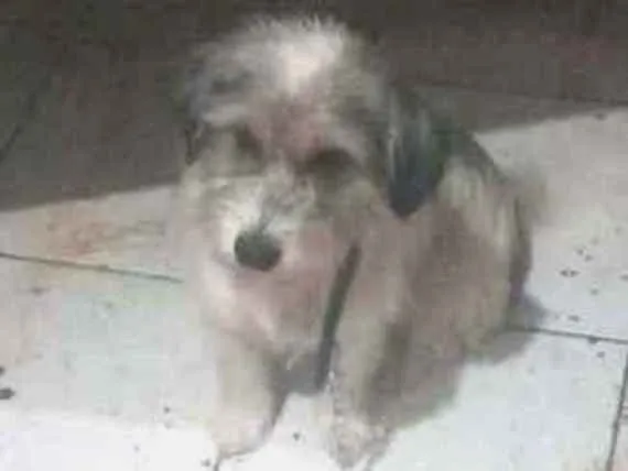 Cachorro raça Srd idade 1 ano nome Pink