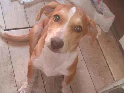 Cachorro raça Mística de Pitbull idade 2 a 6 meses nome Sem nome