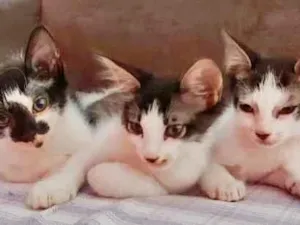 Gato raça Mesticos  idade 2 a 6 meses nome Chico, Pingo e Theo 