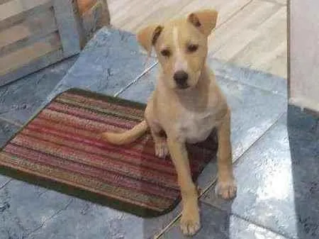 Cachorro ra a Labrador  idade 2 a 6 meses nome Tapioca