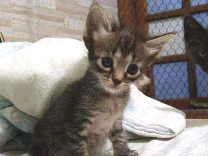 Gato raça  idade Abaixo de 2 meses nome .