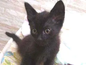 Gato raça  idade Abaixo de 2 meses nome .
