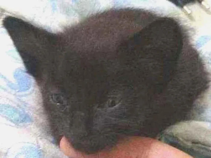 Gato raça  idade Abaixo de 2 meses nome . 