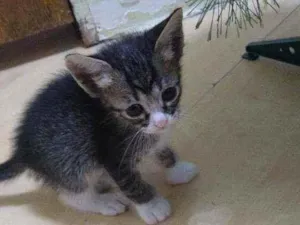Gato raça  idade Abaixo de 2 meses nome .