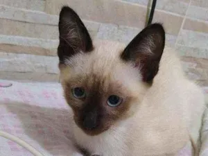 Gato raça siamês idade 2 a 6 meses nome .