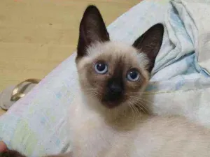 Gato raça siamês idade 2 a 6 meses nome .