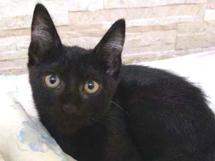 Gato raça  idade 2 a 6 meses nome .