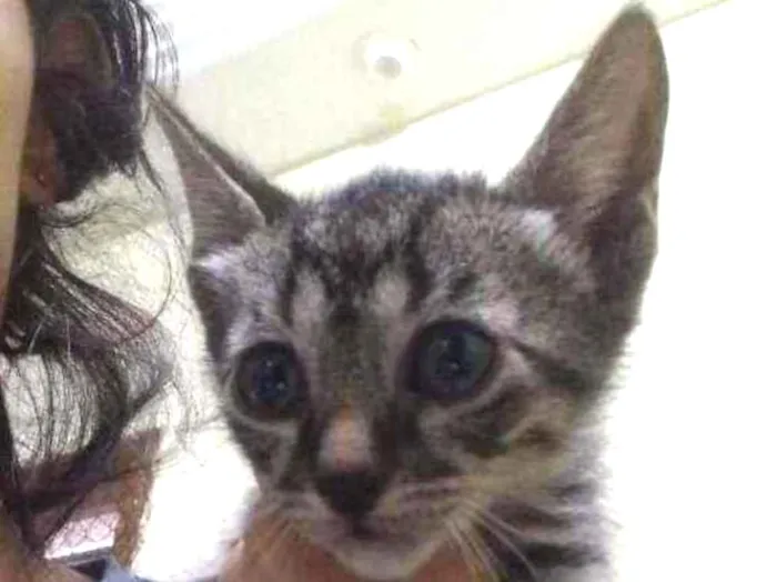 Gato raça  idade Abaixo de 2 meses nome .