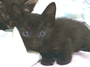 Gato raça  idade Abaixo de 2 meses nome .