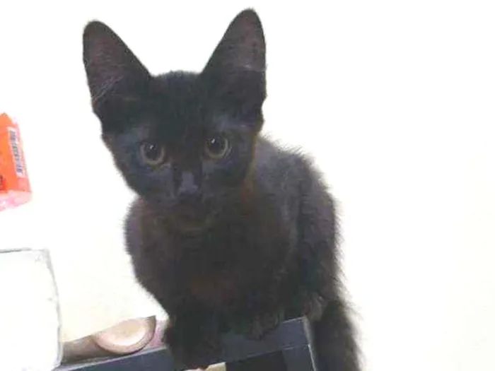 Gato raça  idade 2 a 6 meses nome .