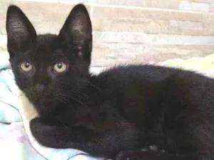 Gato raça  idade 2 a 6 meses nome .