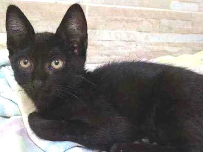 Gato raça  idade 2 a 6 meses nome .