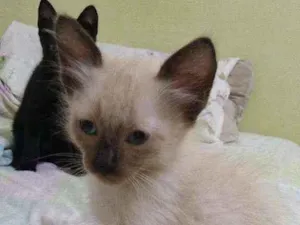 Gato raça siamês idade Abaixo de 2 meses nome .