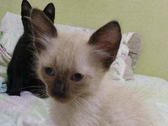 Gato raça siamês idade Abaixo de 2 meses nome .