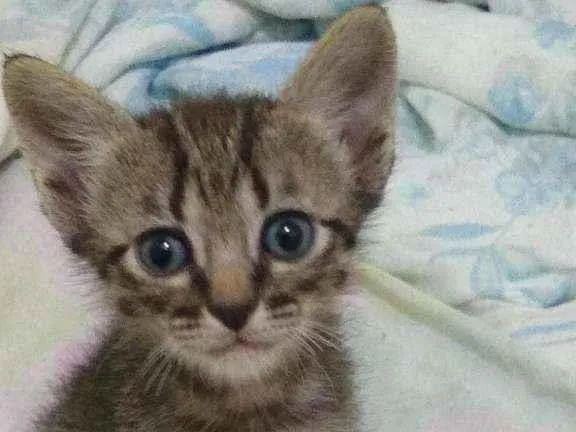 Gato raça  idade Abaixo de 2 meses nome  .