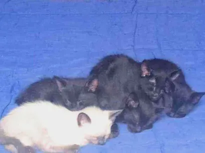 Gato raça Srd idade 2 a 6 meses nome Filhotes 2 mêses 