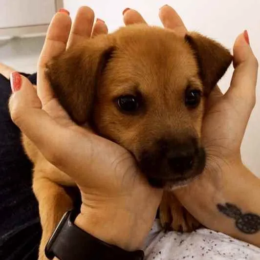 Cachorro ra a Vira Lata idade 2 a 6 meses nome Uruel