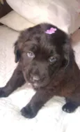 Bolinha 