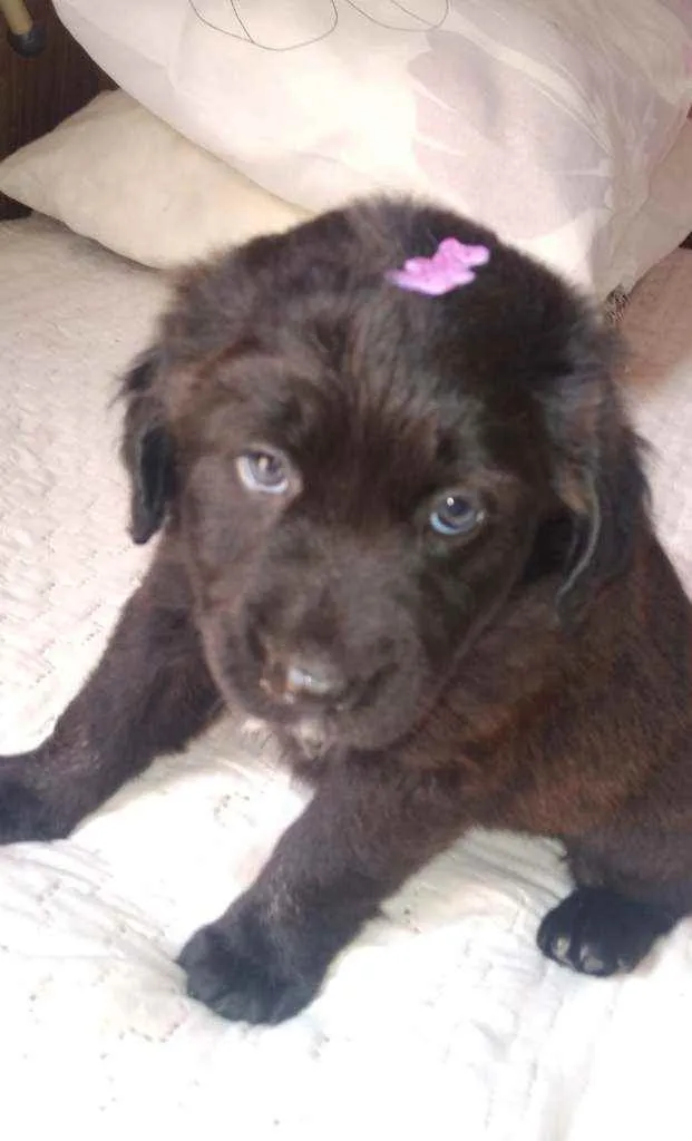 Cachorro raça Labrador idade 2 a 6 meses nome Bolinha 