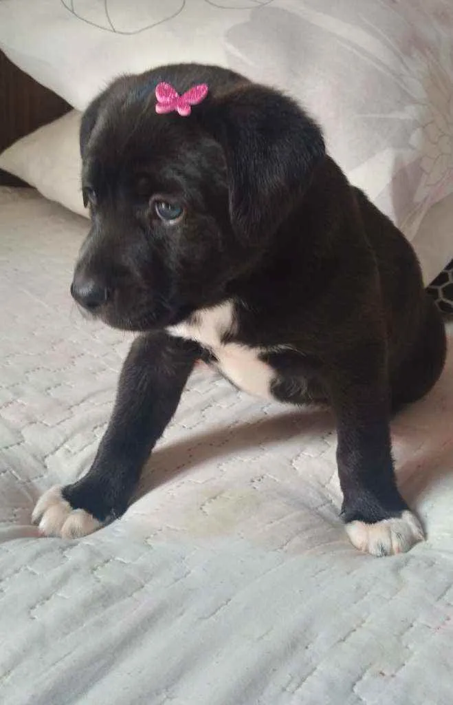 Cachorro raça Labrador idade 2 a 6 meses nome Belinha