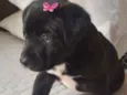 Belinha