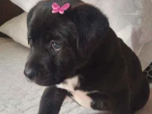 Cachorro raça Labrador idade 2 a 6 meses nome Belinha
