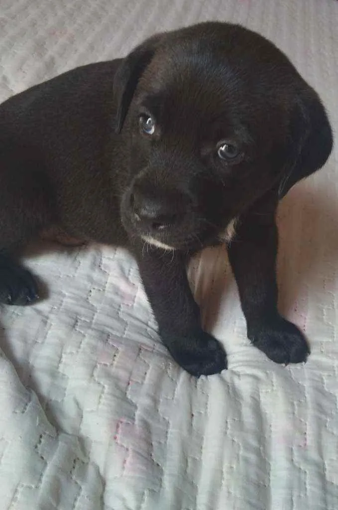Cachorro raça Labrador  idade 2 a 6 meses nome Fred