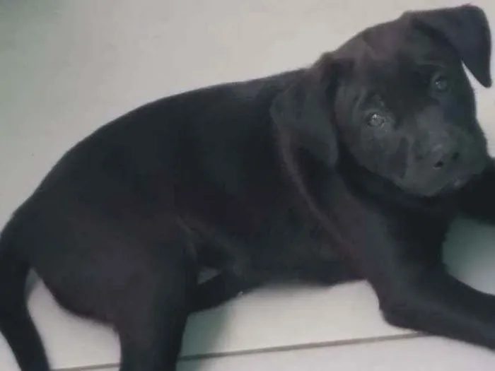 Cachorro raça Labrador  idade 2 a 6 meses nome Fred
