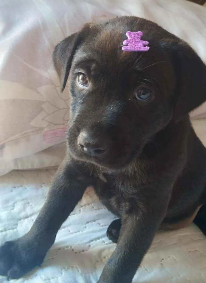 Cachorro raça Labrador idade 2 a 6 meses nome Luna