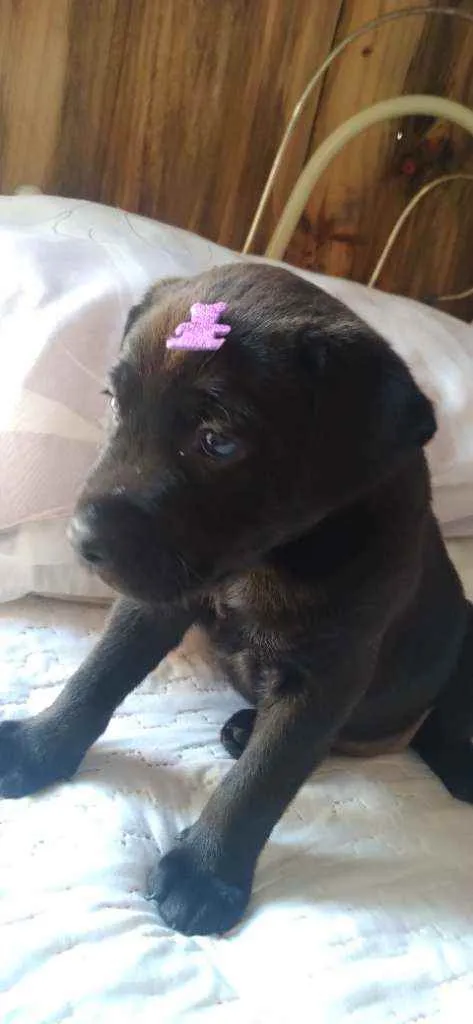 Cachorro raça Labrador idade 2 a 6 meses nome Luna