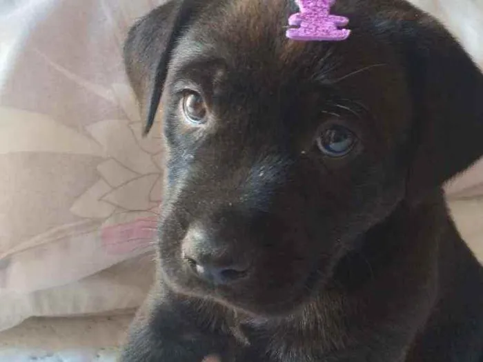 Cachorro raça Labrador idade 2 a 6 meses nome Luna