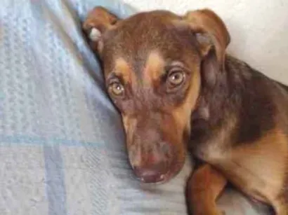 Cachorro raça Vira lata idade 3 anos nome Luna