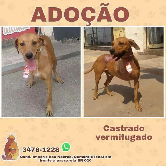 Cachorro ra a SRD idade 3 anos nome Feliz