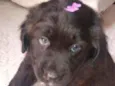 Bolinha 